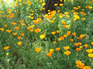 Poppies