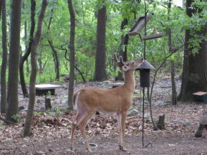 Favorit Buck | Sally Paradysz