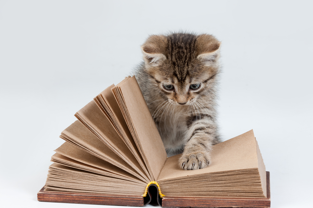 Book Kitten