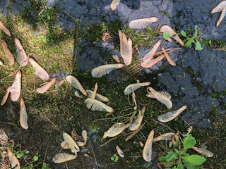 Maple Seeds on the ground