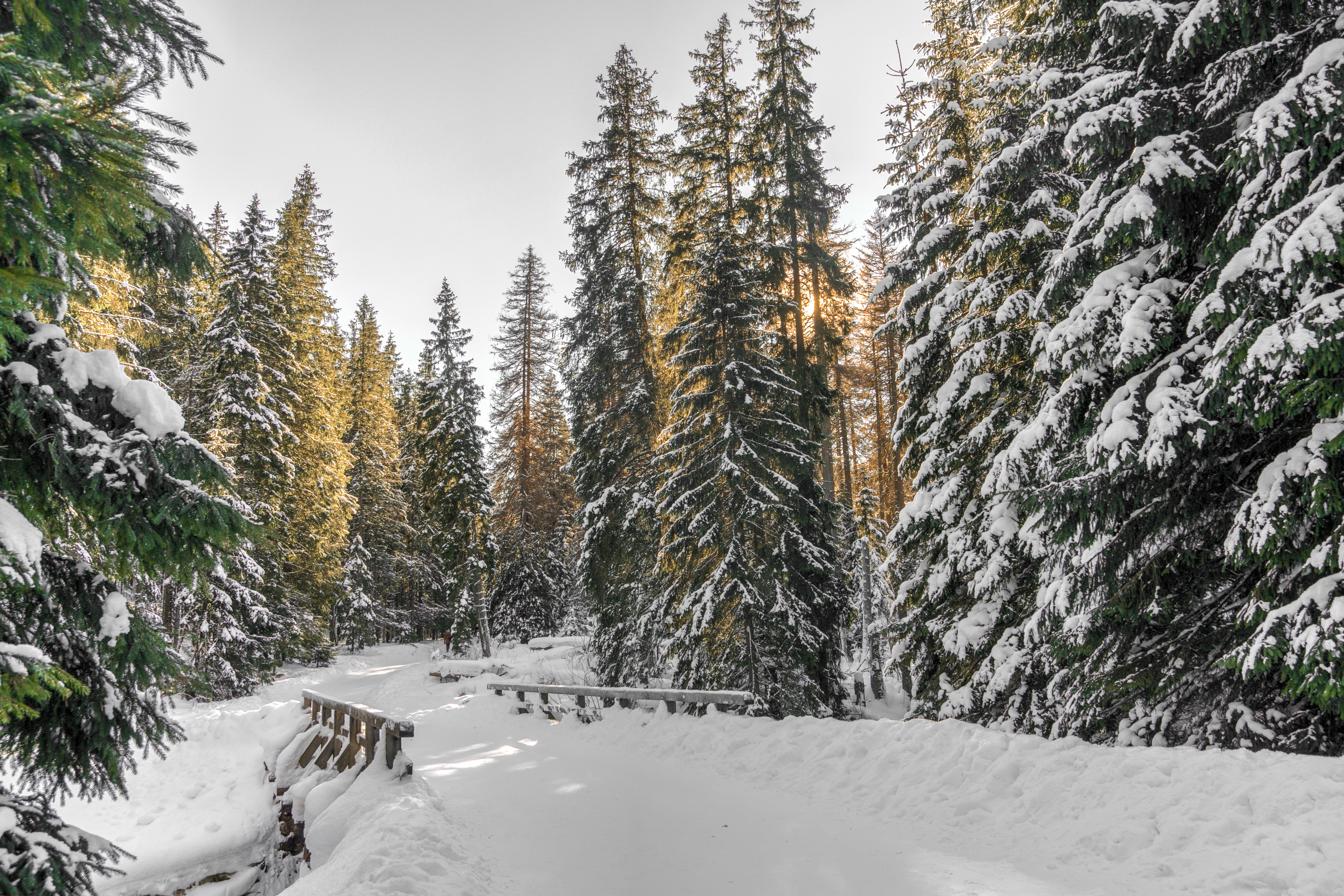 picture of a bridge in a snowy forest