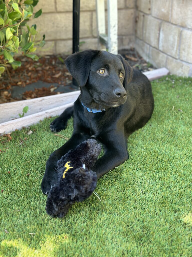 writer Denise M. Colby's new puppy