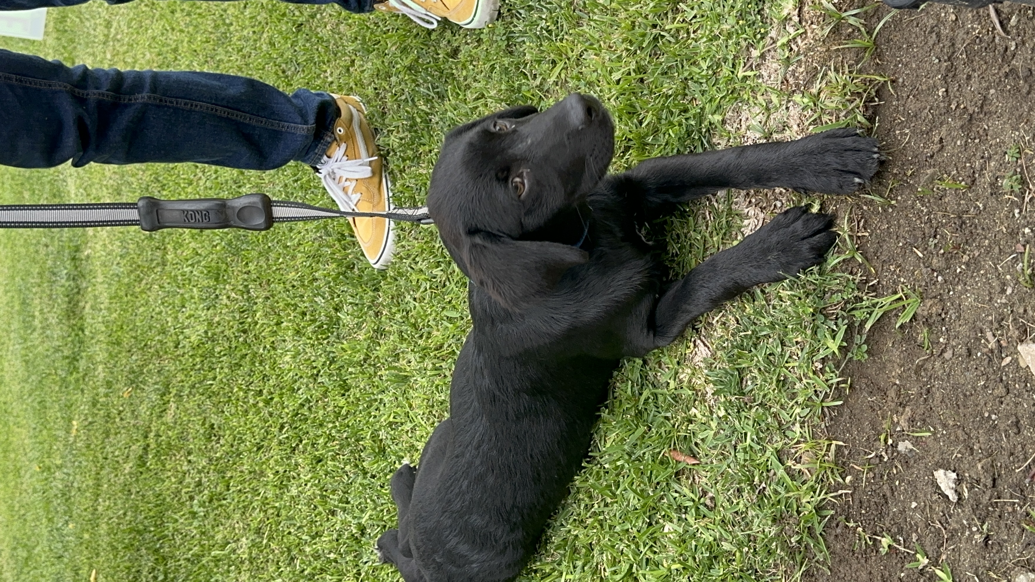 Denise Colby new puppy named Ace which is where all her writing time is going