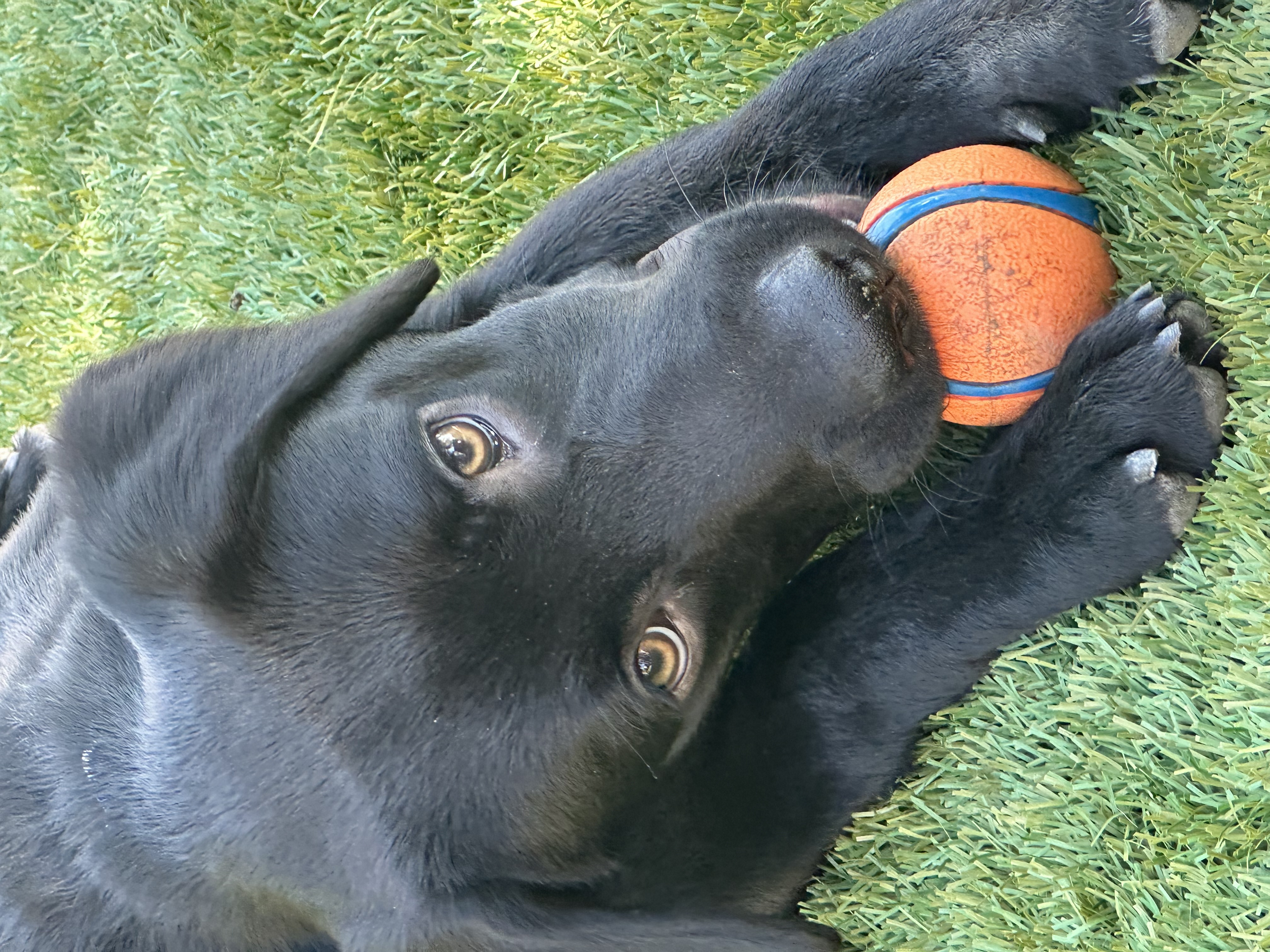 Ace, Denise M. Colby's new dog, loves playing with balls. Denise M. Colby loves throwing the balls for him which takes away from her writing time