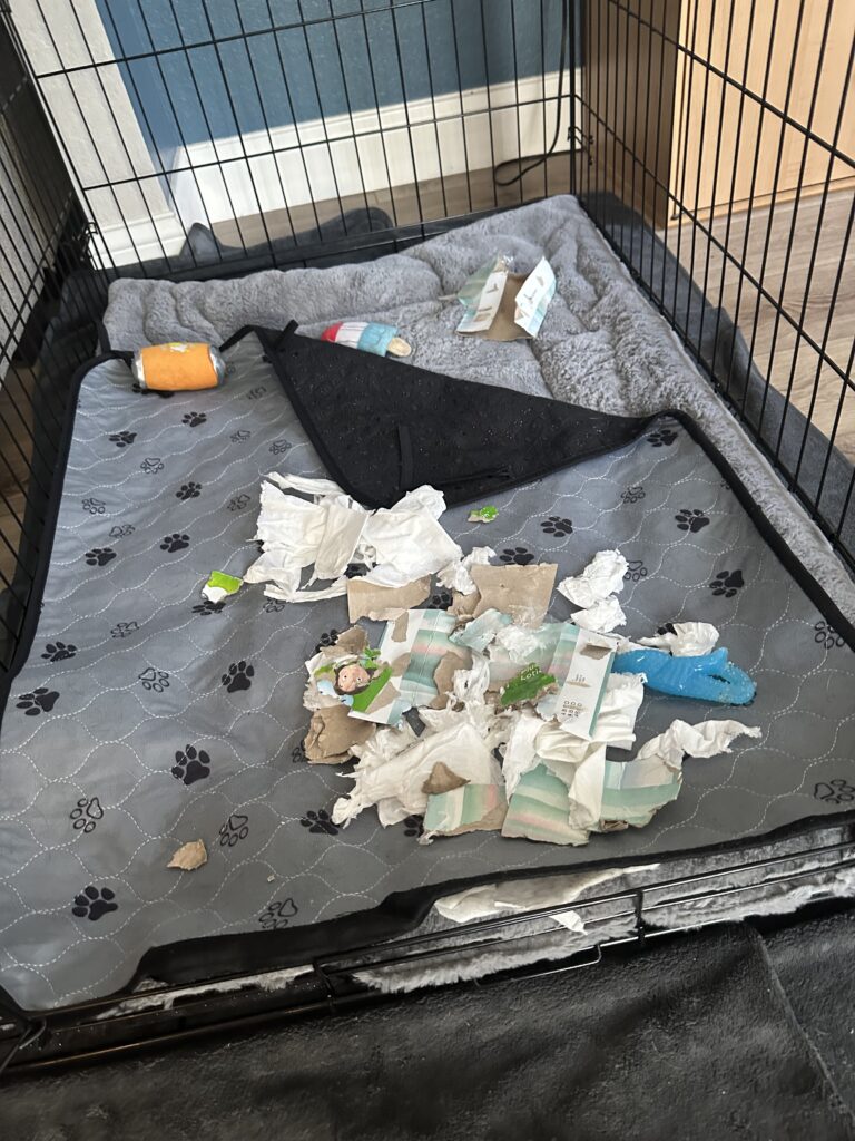 Ace is a chewer and this must keep on eye on him which is where all her writing time is going